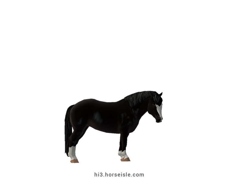 Kerry Bog Pony Ebony Black Coat